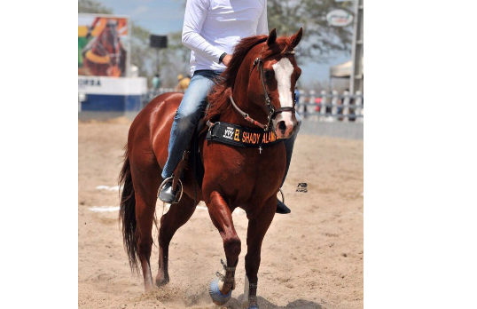 EL SHADY ALAMITOS